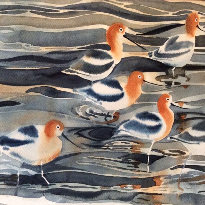 American Avocets by Mel Collins