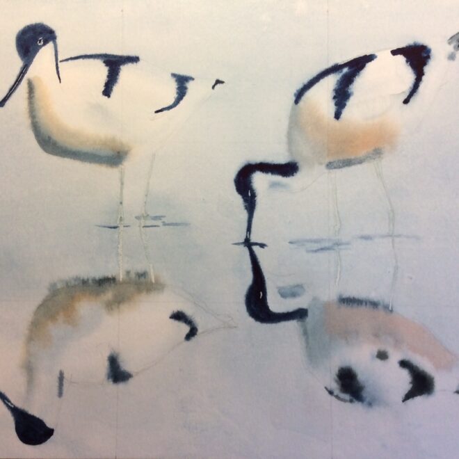 Avocets by Mel Collins