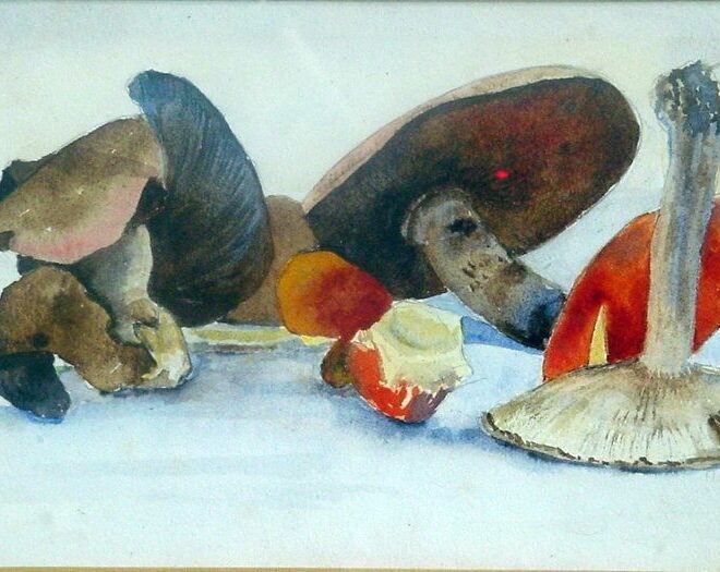 Mushrooms and Toadstools new