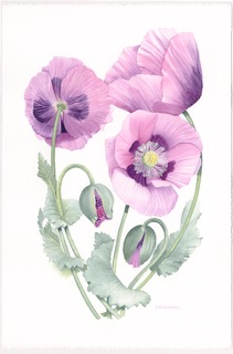 Magenta Poppies. Watercolour by Denise Schoenberg