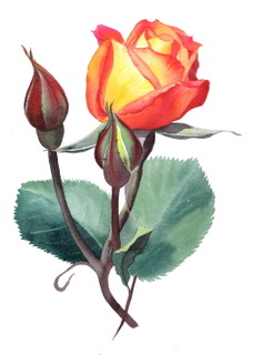 Rose. Watercolour by Denise Schoenberg