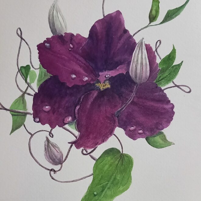 Clematis by Linda Purdy