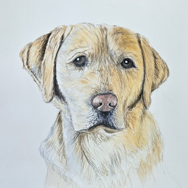 Pet portrait by Linda Purdy