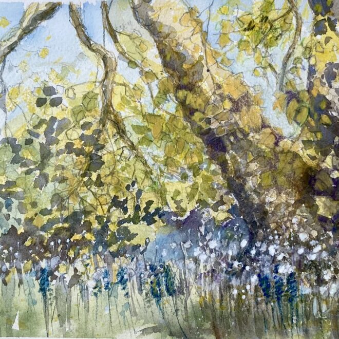 Spring awakening London Plane tree, Ely by Penny Newman
