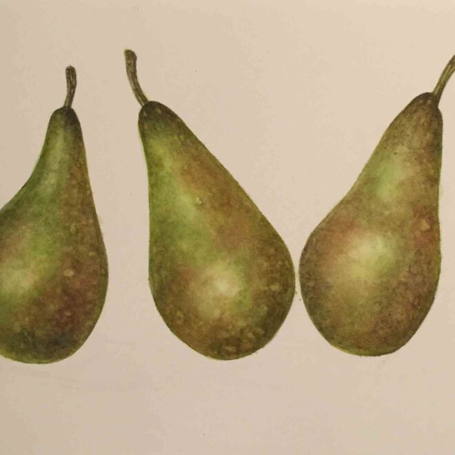 Pears-By-Sarah-McGonigle