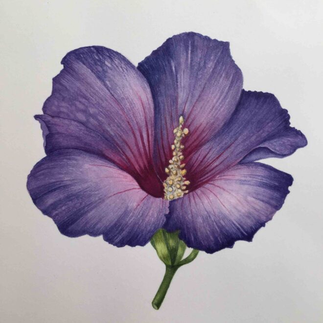 Purple-Hibiscus-by-Sarah-McGonigle