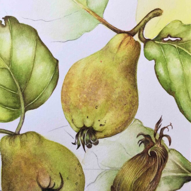 Quince-by-Sarah-McGonigle